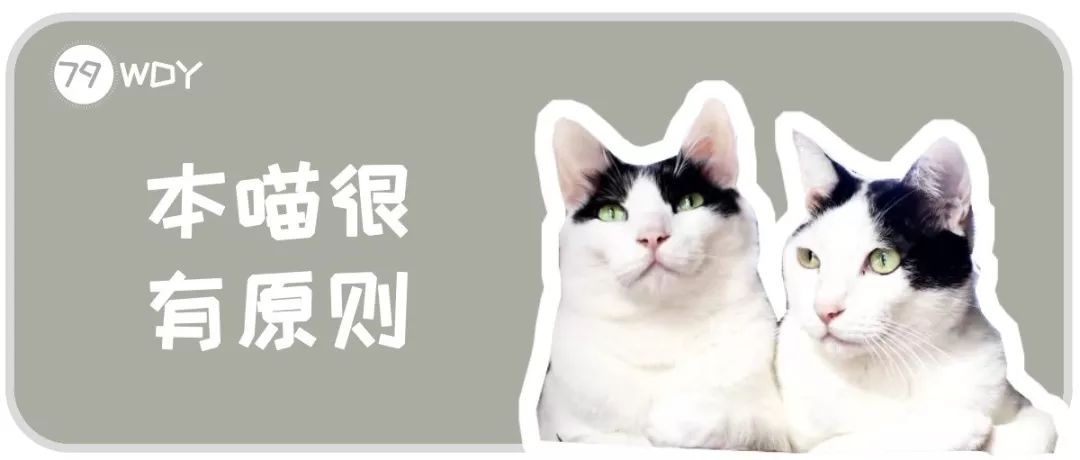 猫咪打架的5种真实原因,猫与猫咪之间打架会流血受伤吗