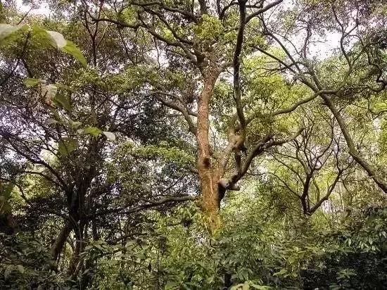 真正的沉香树什么样,沉香树有哪些