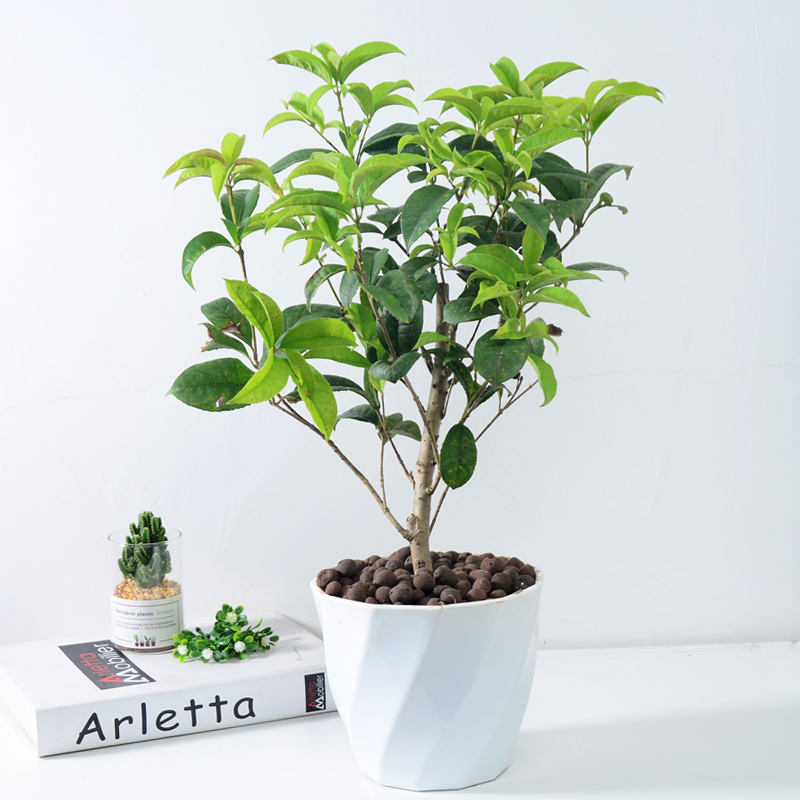 适合邻居养的十种花,养这7种花大人小孩都能养好