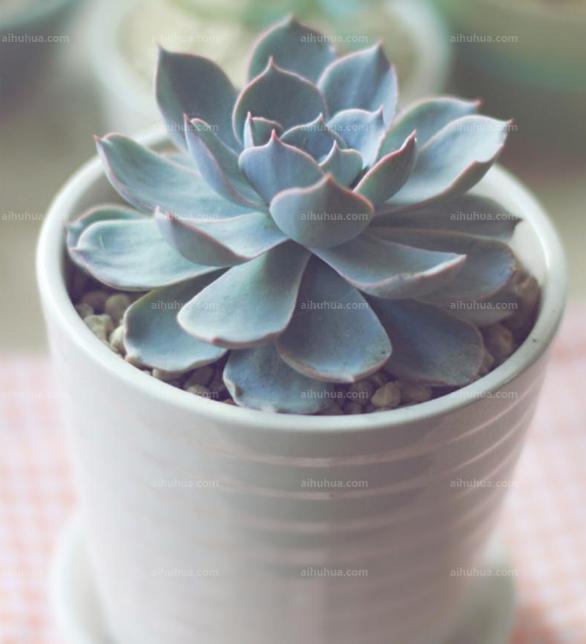 蓝石莲怎么养大,蓝石莲和鲁氏蓝石莲是一样的吗