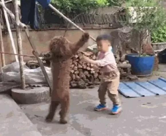 泰迪老是拱屁股怎么回事,泰迪头拱地脚刨地为什么