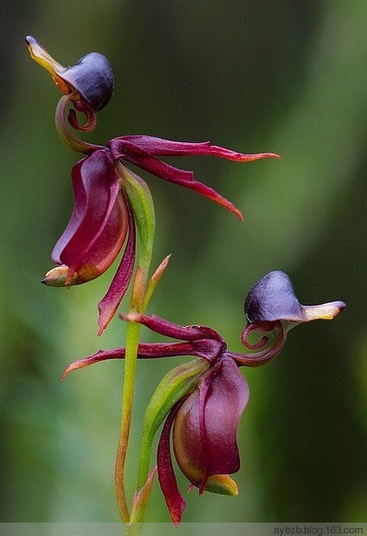 最好记的花名大全,很难得一见的花