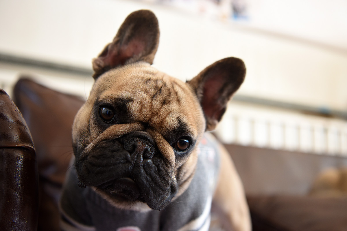 法国斗牛犬的优缺点有哪些,法国斗牛犬凶不凶