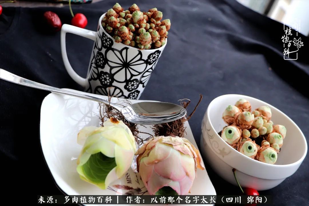 山地玫瑰夏天,山地玫瑰花怎么玩