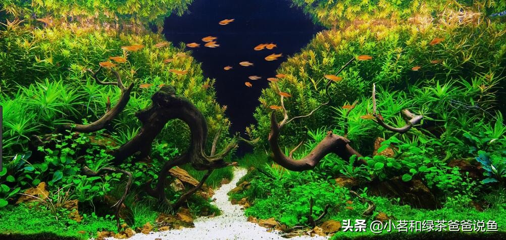 造景鱼缸误区,新手养观赏鱼的误区