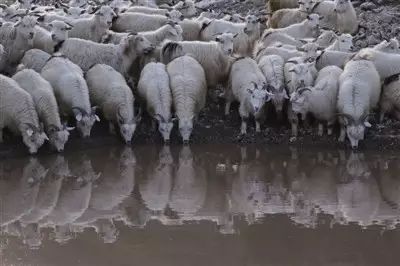 养羊四季饮水妙招,夏季养羊的禁忌