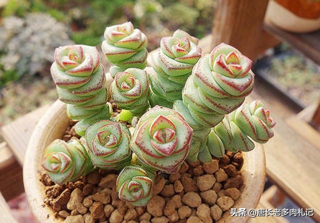 多肉植物钱串子开花吗怎么养,多肉钱串怎么养才能更美观