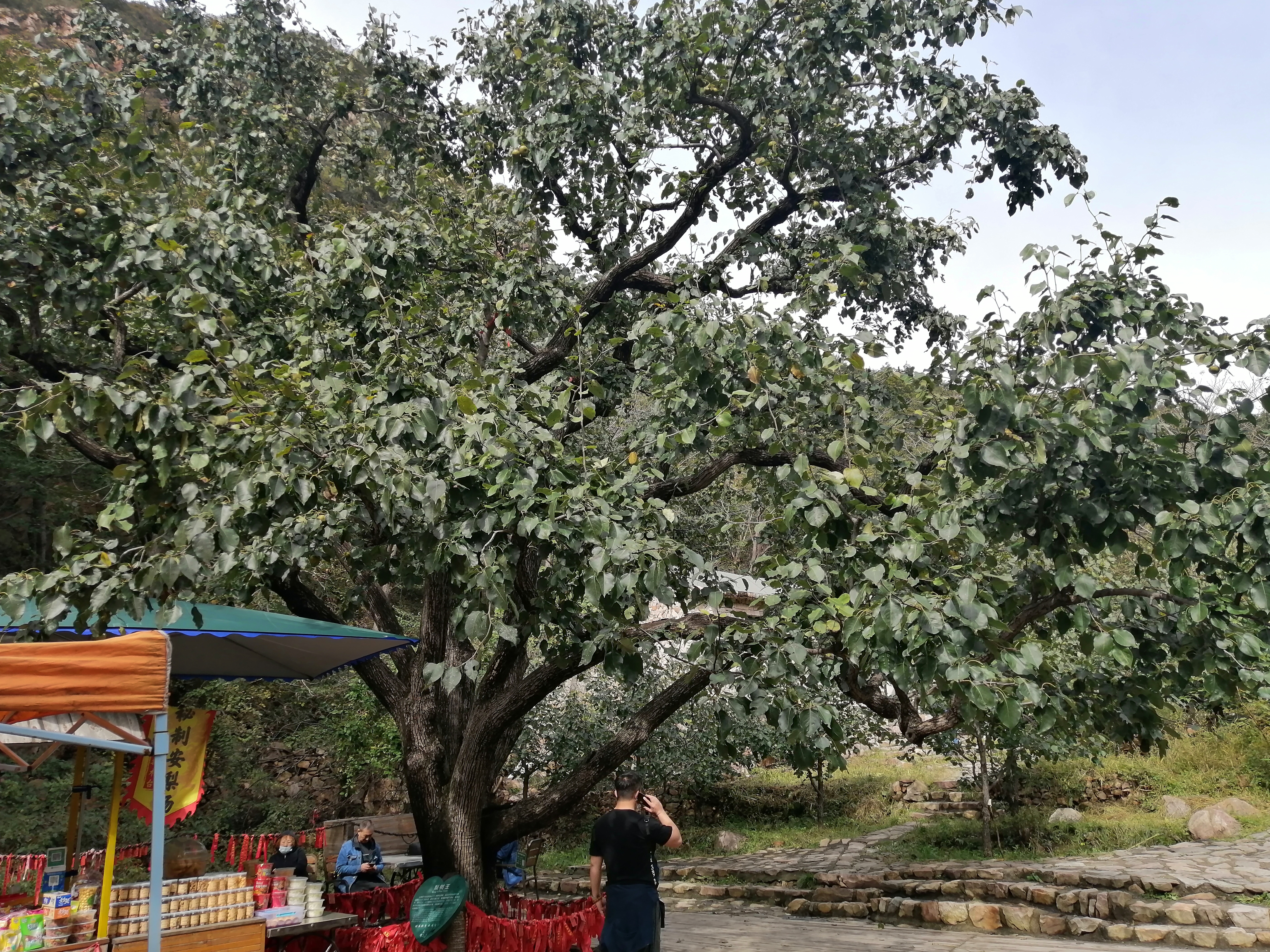 蓟州区梨木台景区,蓟州盘山和梨木台