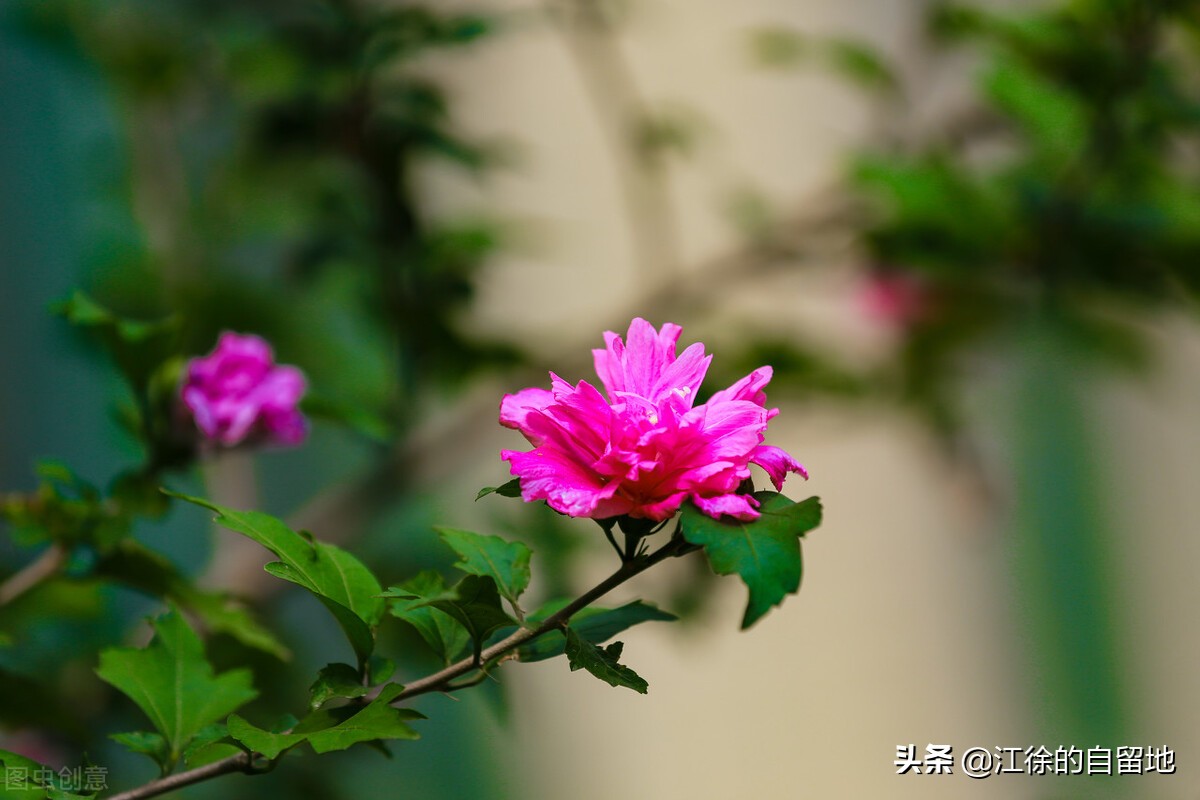 木槿花开温柔的坚持,木槿花始终温柔地坚持