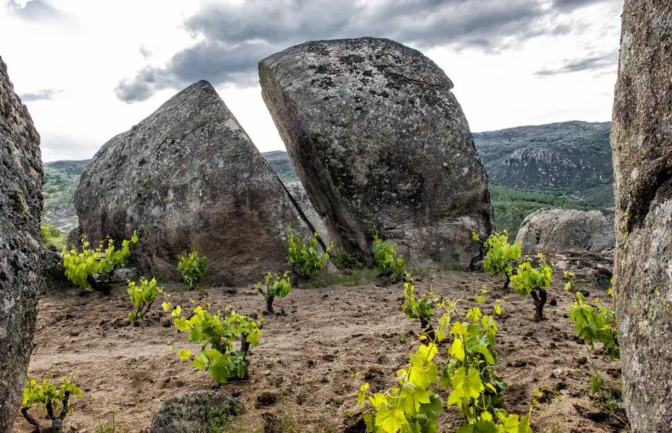 这场西班牙PK勃艮第品鉴，完全颠覆你对歌海娜的认知