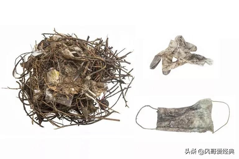 动物吃到口罩,动物吃掉人类的肉会怎么样