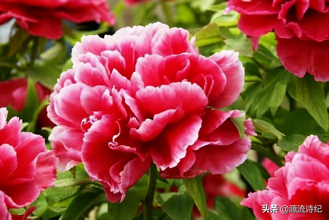 七律有关庆祝建党一百周年,七律文苑