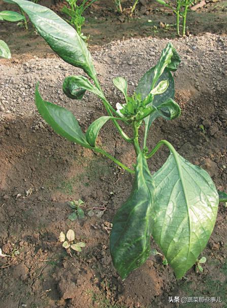 螨虫怎么解决,蔬菜螨虫防治用药