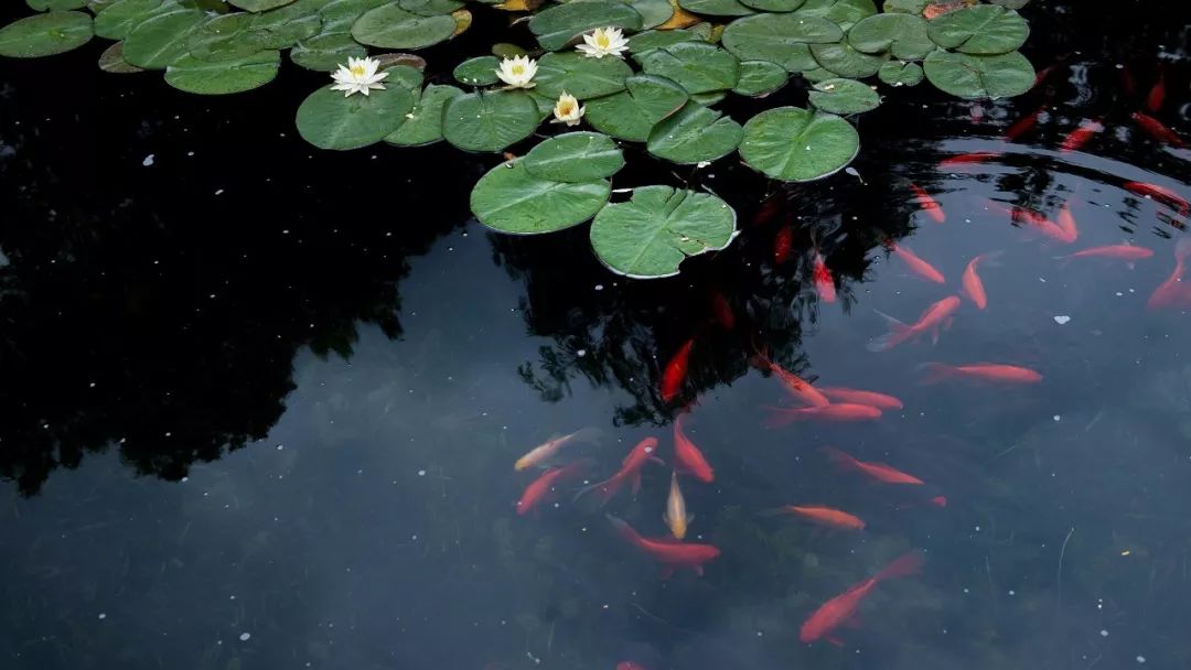 未名斋笔记·小城纪事4：护城河