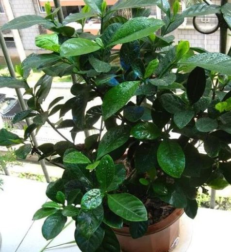 栀子花不开花叶子泛黄枯萎怎么办,小叶栀子花叶稍稍泛黄是什么原因