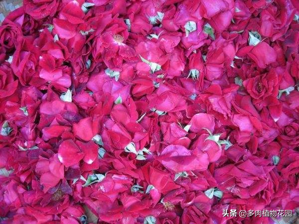 玫瑰没有土怎么养,玫瑰养护的正确方法