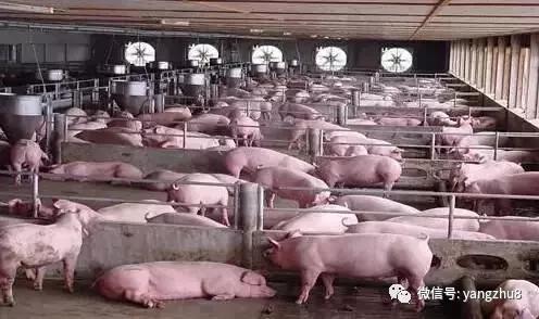 仔猪掐架,仔猪掐架是什么原因