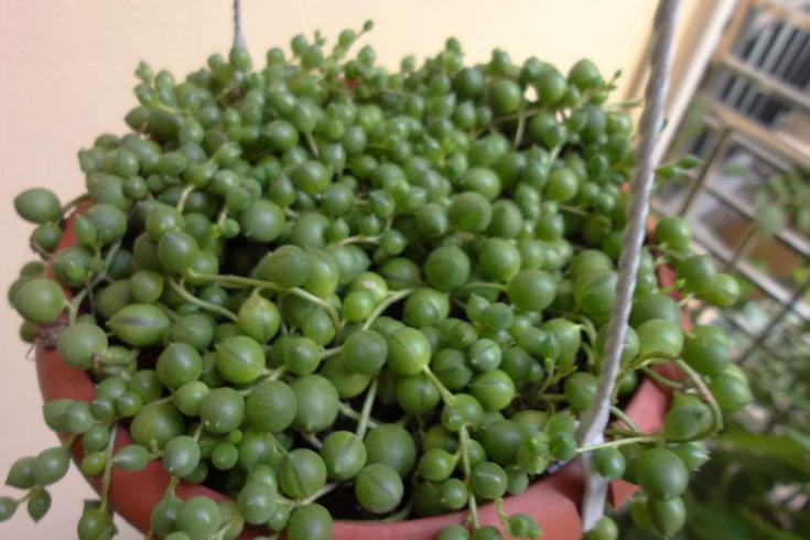 佛珠吊兰怎么养能爆盆,佛珠吊兰怎么养才能更旺盛