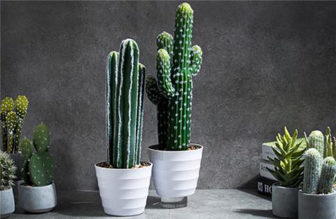 仙人掌怎么养才会爆盆,仙人掌如何长大不长侧芽还开花