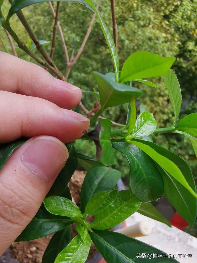 栀子花叶片发黑花苞脱落怎么办,栀子花叶片突然枯萎