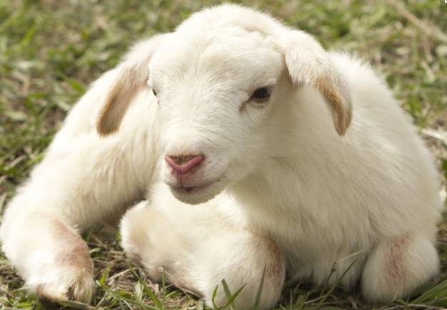 羊反复咳嗽一直不好，下面两个方法帮助你？