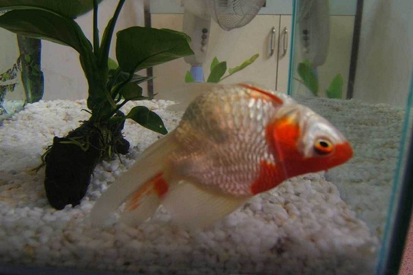 养2条大半年的金鱼死了好吗,草金鱼怎么养久一点就死了呢