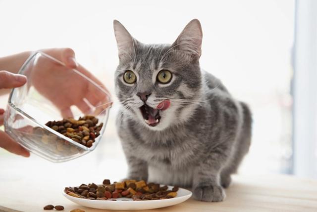 为什么狗狗会对猫很好,狗狗养猫的好处和坏处