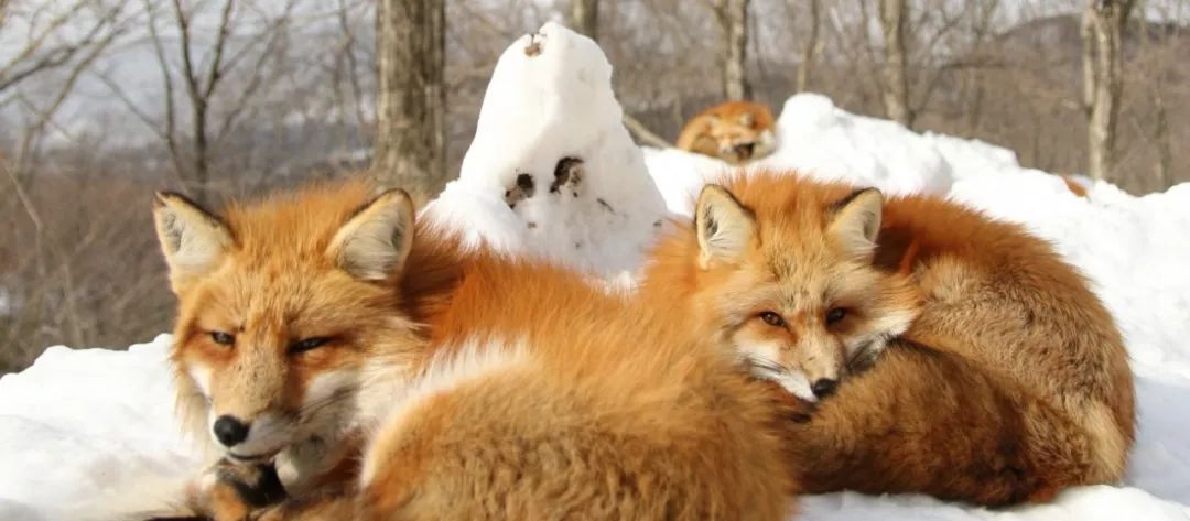 日本这只丧脸小狐狸霸占热搜，吃不到东西的委屈样萌化网友