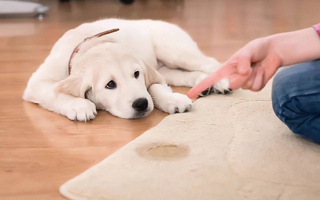 狗狗做错事假装把它丢出门外,狗子不听话可以送出去吓唬它吗