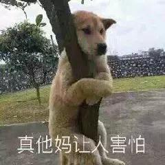 一次性宠物浴巾测评,宠物浴巾测评