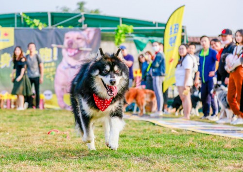 单身汪的逆袭,单身汪实力