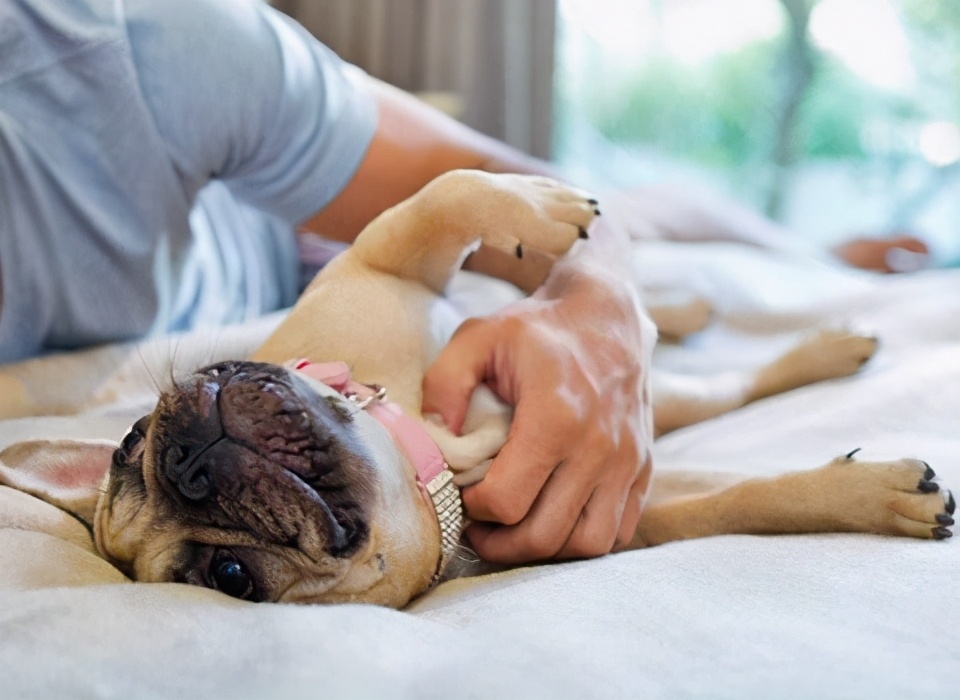 最流行的撸狗方法,学会这套撸狗的小方法