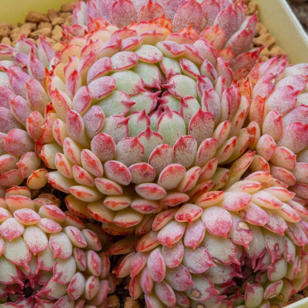 又萌又美丽好养的多肉,哪些多肉是小可爱种的