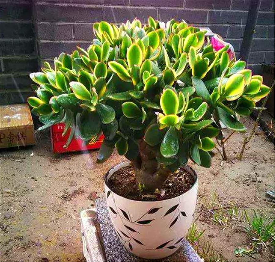 新移栽的玉树叶片打蔫怎么办,玉树叶片发蔫是怎么回事