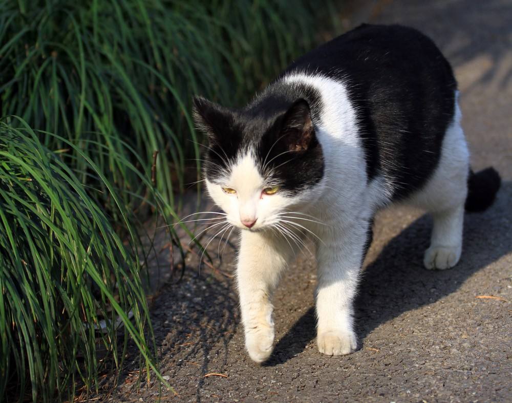 猫咪老了如何安乐死,猫咪注意事项及护理方法