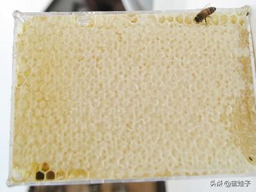 巢蜜里的黄色硬物能吃吗,巢蜜有虫子了还能吃吗