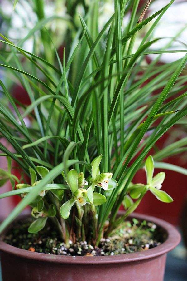 兰草对阳光的需求如何,兰草用植料种植怎么吸收养分