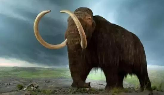 猛犸牙时间久了纹路没了 (猛犸牙时间久了会怎样)