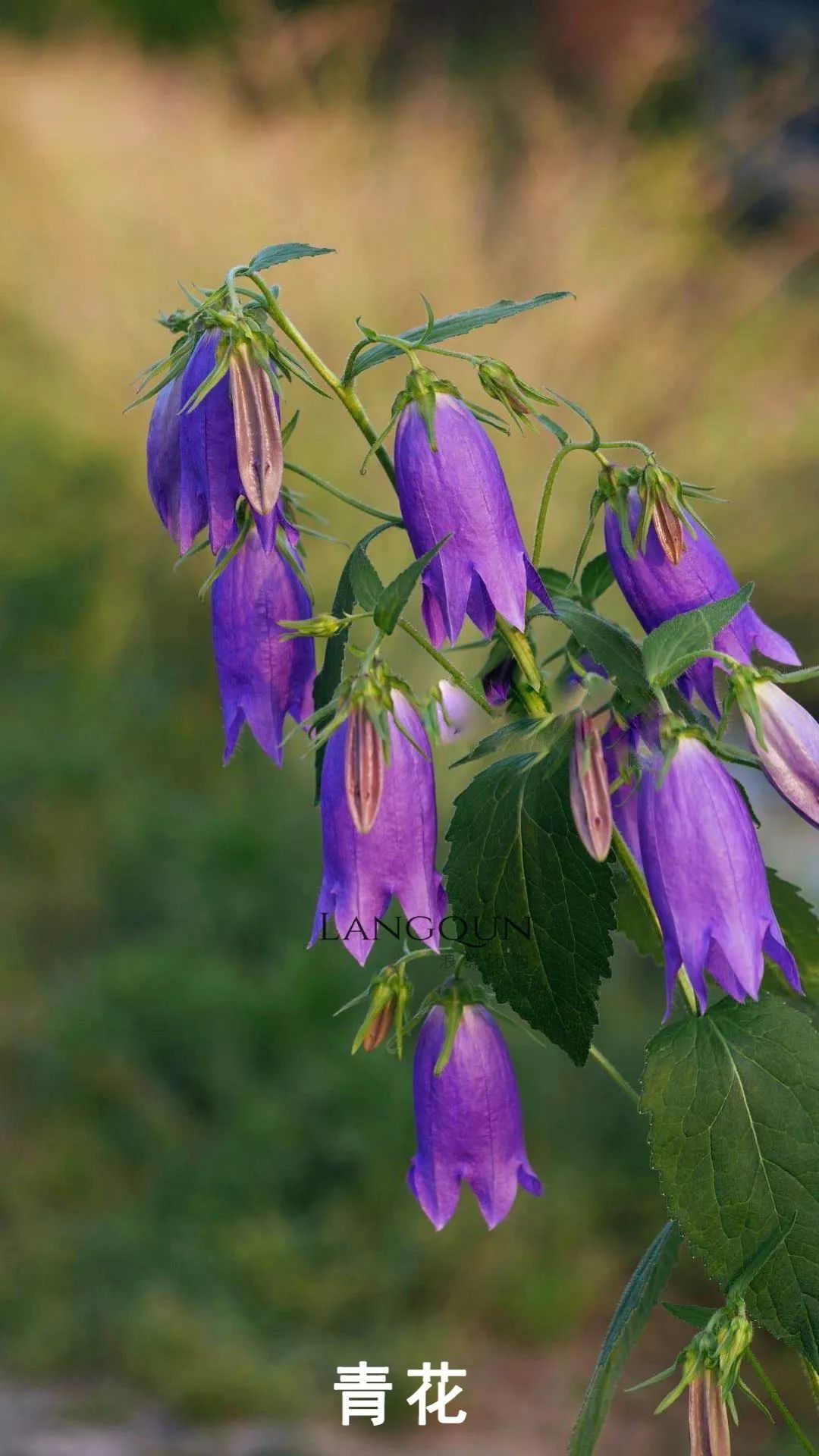风铃草适合几月种,日本风铃耐寒温度是多少
