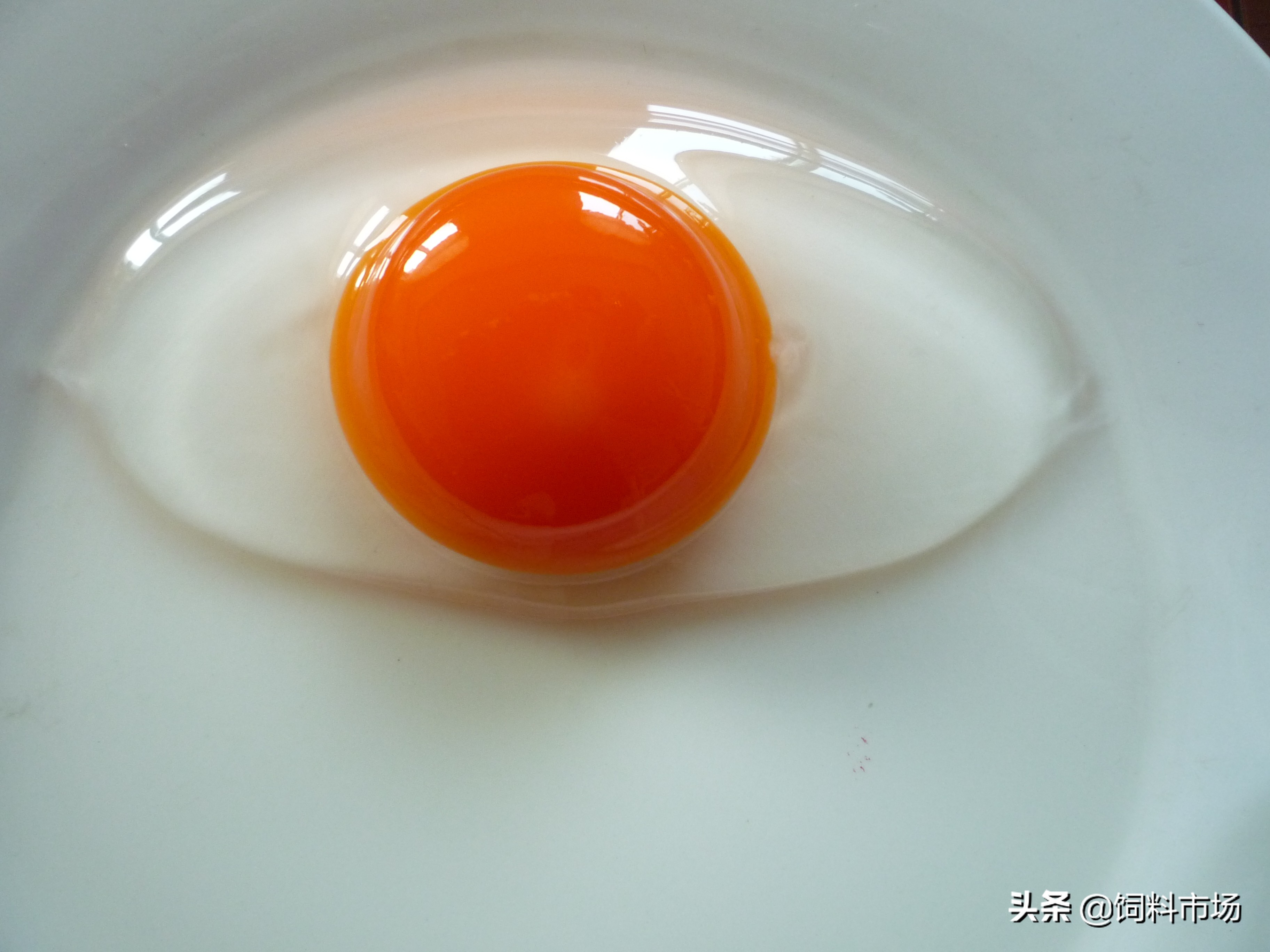 麻鸭肉质紧实鲜嫩美味,细长脖子麻鸭