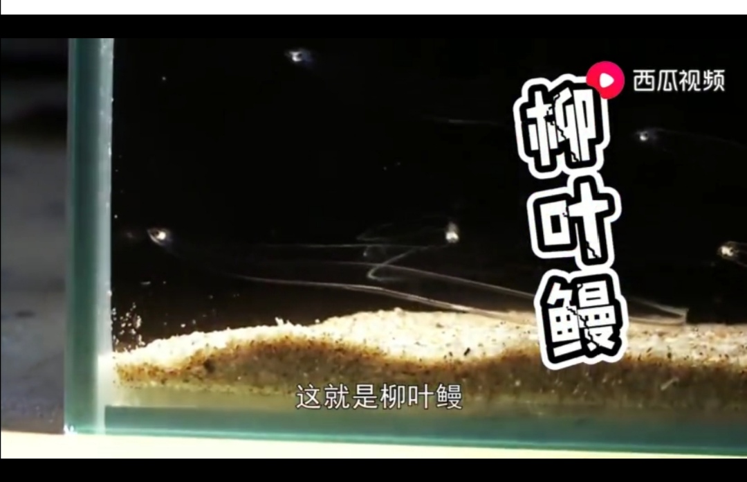 成都出现“鱼吃荷花”奇景？西瓜视频带你看拥有超能力的神奇生物