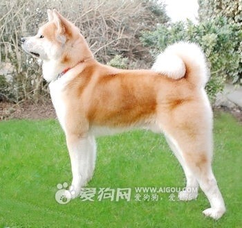 常见狗狗价格排行,狗狗价格以及品种大全