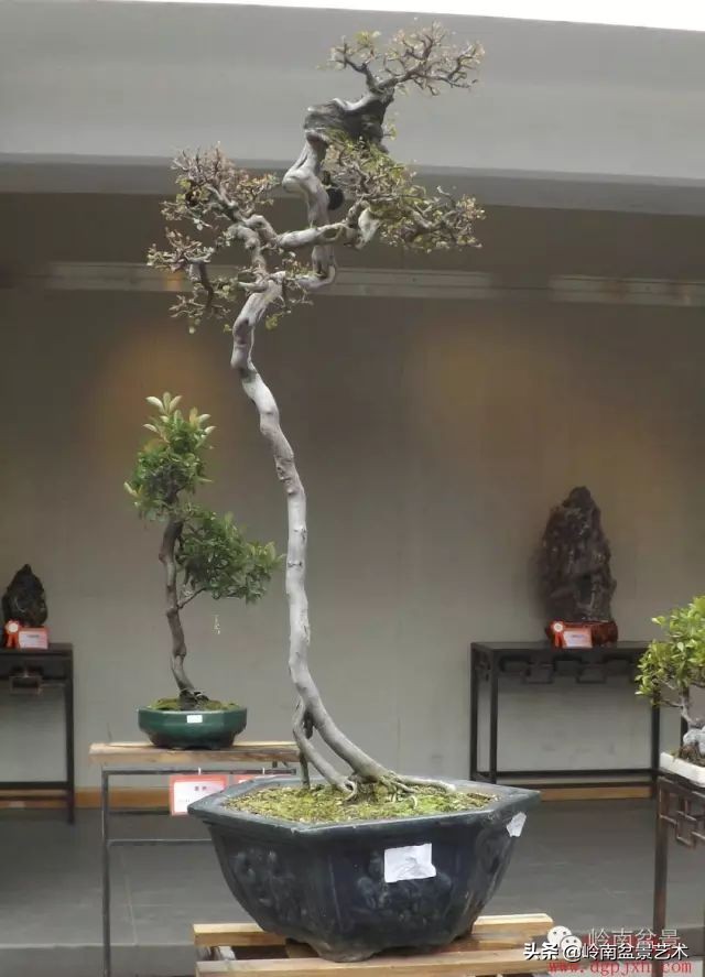 以根代杆下细上粗式盆景图片,十种适合吊着养的盆景