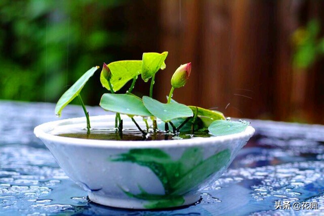 碗莲种藕种几棵好养活呢,碗莲种藕种了一个星期不长叶