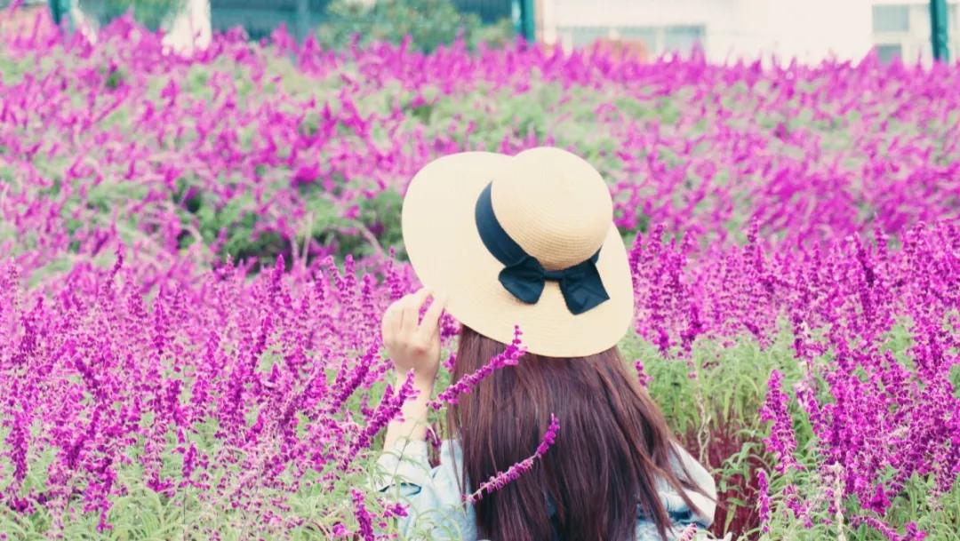 浦口最炫花海景点,浦口的花海