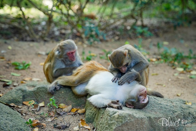 南湾岛猴王,海南南湾猴岛的猴王争夺战