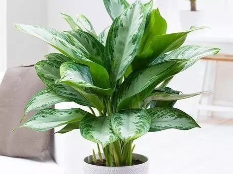 高中英语单词必背3500词快速背,熟背高中英语单词必背3500词