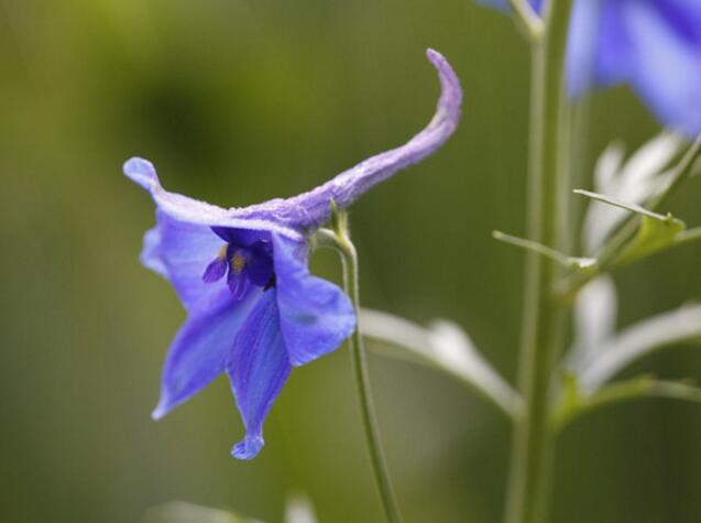 飞燕草苗期管理,飞燕花养护技巧