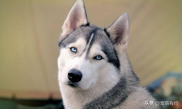 哈士奇不只是拆家他还拆狗,哈士奇不光拆家还会拆车