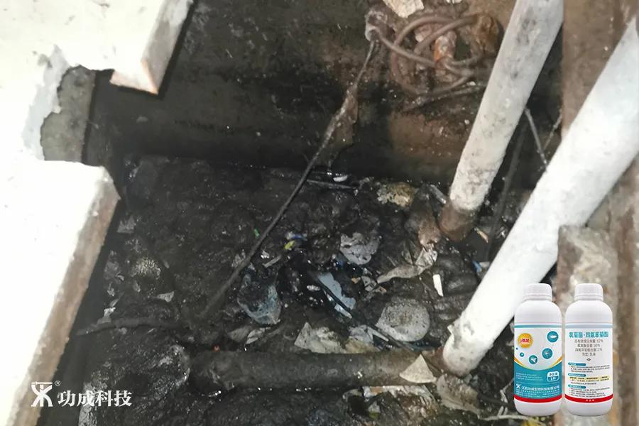 卫生间有小虫蛾蚋怎么治,卫生间出现蛾蚋怎么处理